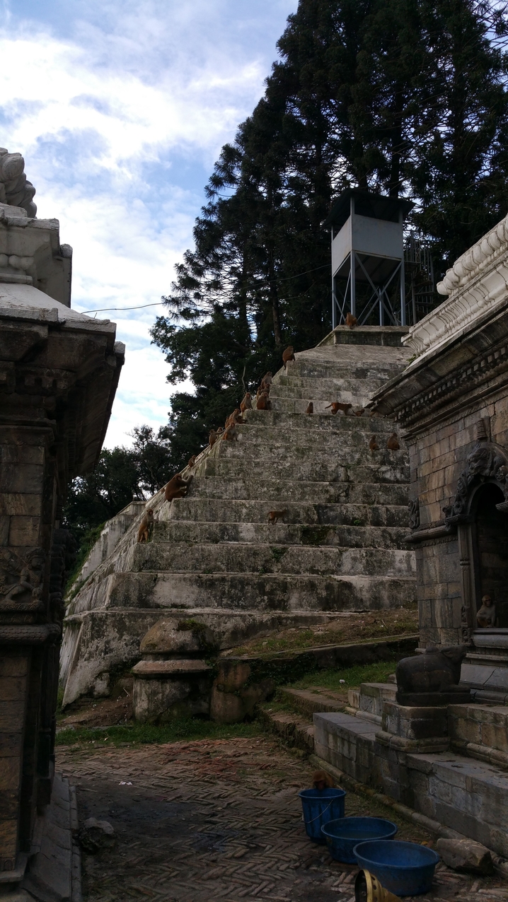 Pashupatinath; Goraknath Tempel in der Anlage ist auch von vielen Rhesus Makaken bevölkert, die zu bestimmten "Essenzeiten" wie auf Kommando in riesigen Horden an bestimmte Plätze ziehen.
