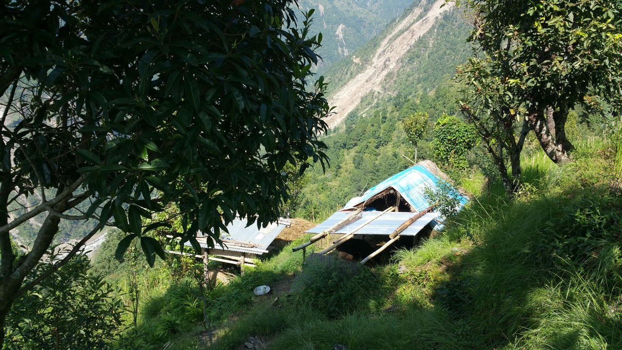 Behelfsstall mit einer Kuh. In Ganyul wurden die meisten Weidetiere in die Wälder getrieben zur Selbstversorgung, da nach dem Erdbeben die Ställe zerstört waren und keine Zeit zum Futter holen ubrig war. Man hofft, die Tiere nächstes Frühjahr wieder zu finden. 
