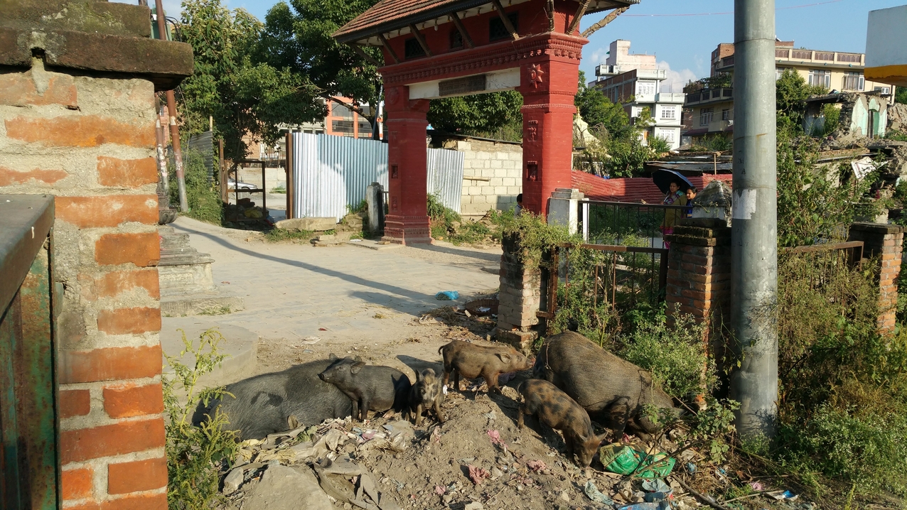An den richtigen Stellen kan man sich in Kathmandu sauwohl fühlen.
