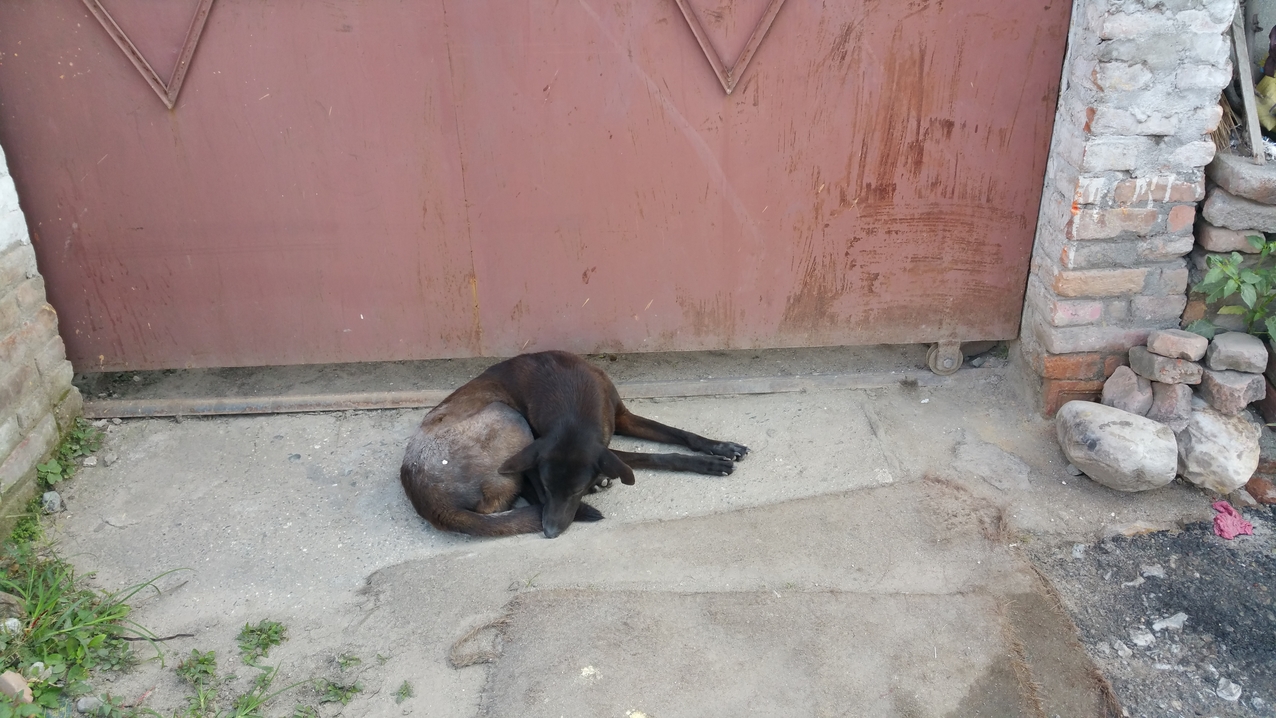 Der Eindruck täusch, es gibt hier sehr viele Straßenhunde, die in großen Rudeln mitten zwischen den Menschen in ihrem Revier wie in einer Parallelwelt umherziehen. Mensch und Tier beachten sich gegenseitig nicht.
