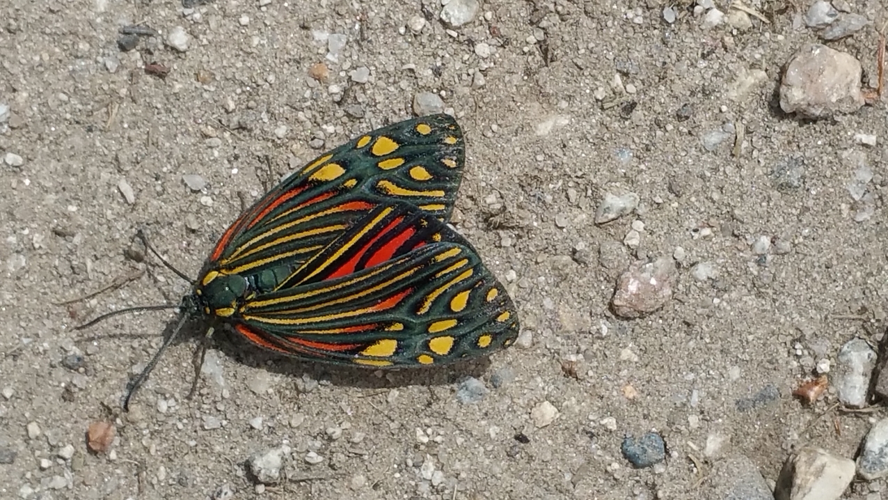 Die Natur bringt tolle Farben hervor, wie bei einem Segler mit Mimikri des Danaus genutia (Common Tiger).
