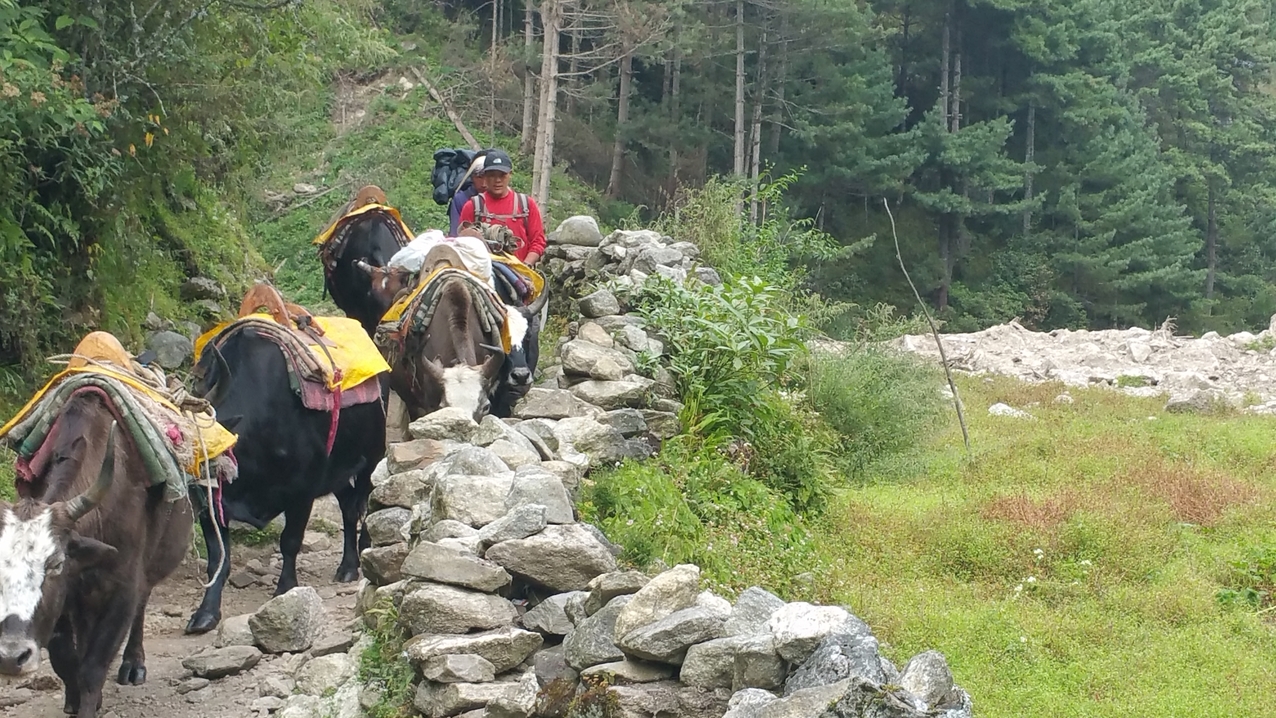 Immer wieder begegnen einem Kolonnen von Packtieren. Hier Yaks; Es sind so viele Transportkolonnen unterwegs, dass man bald schon am Dung an Form und Farbe erkennen kann, ob Esel oder Yaks vor einem gelaufen sind.
