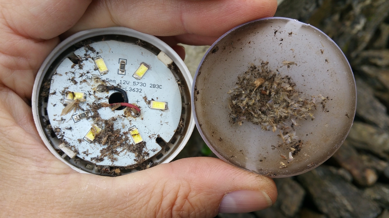 Die LED-Lampen mit ihren kleinen Lüftungslöchern sind ein beliebtes Ziel, da immer schön warm und hell, zumindest innerhalb der Lampe. 
