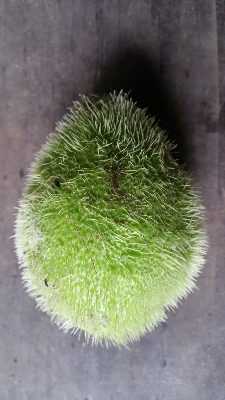 Stachelwatz 1 (essbar)
